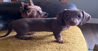 Miniature Dachshund dogs - Advert 14