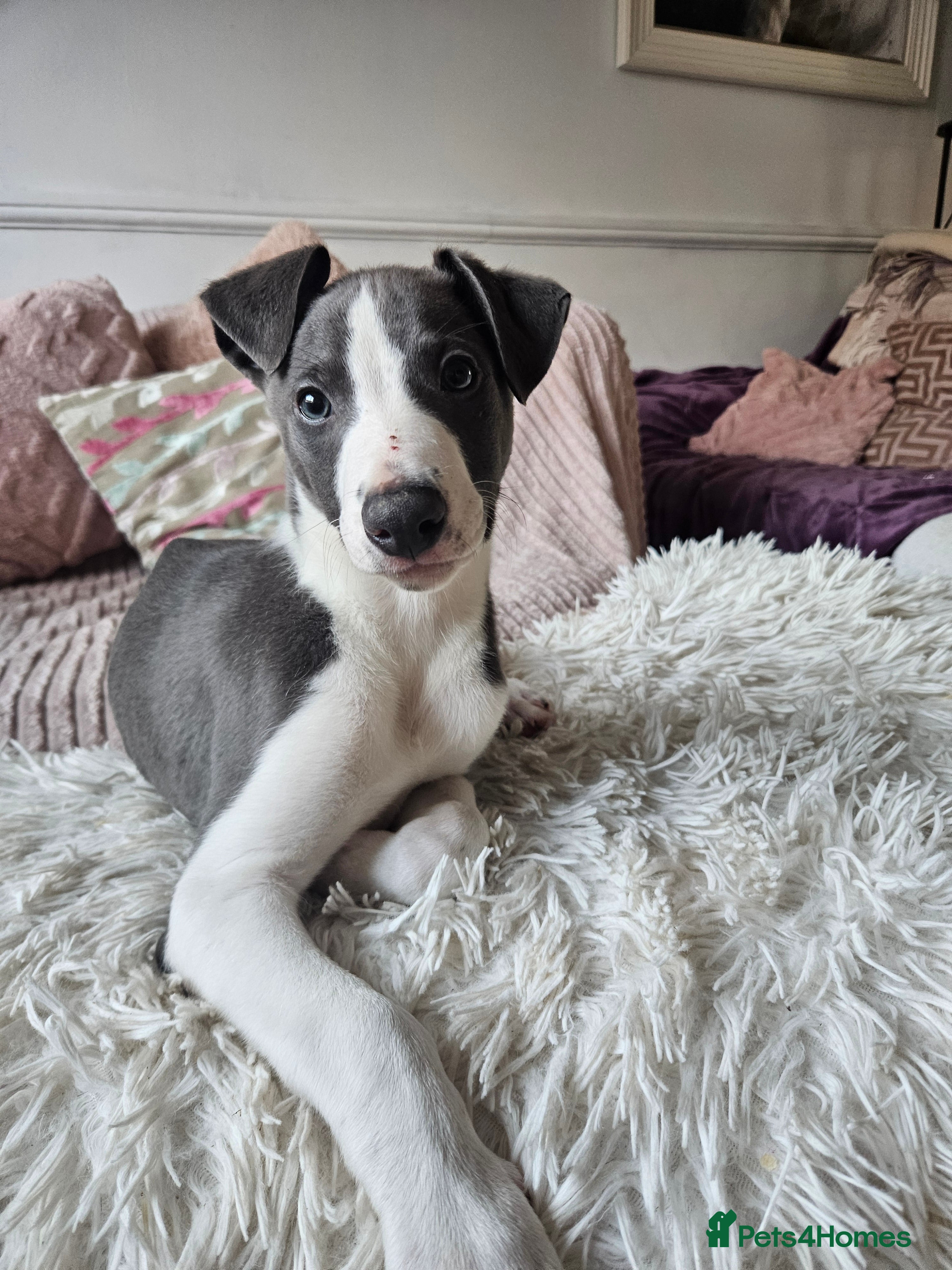 Whippet dogs KENNEL CLUB WHIPPETS  - Advert 6