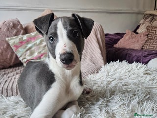 Whippet dogs KENNEL CLUB WHIPPETS - Advert 6