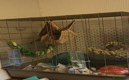 Rat rodents for sale: Two male rats  - Image 2