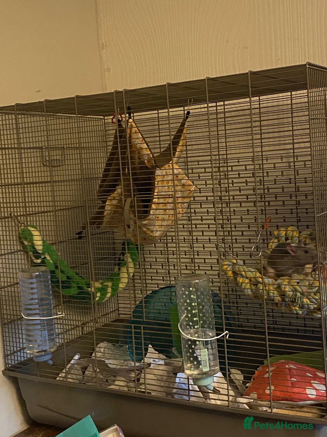 Rat rodents for sale: Two male rats  - Image 2