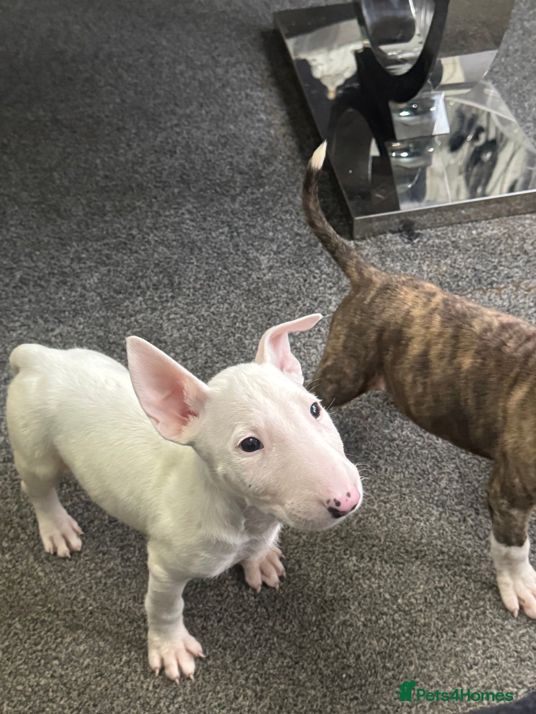 English Bull Terrier dogs for sale: 5 stunning English bull terrier boys  - Advert 8
