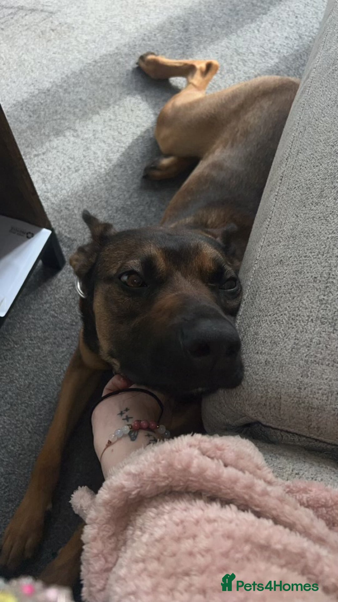 Belgian Shepherd Dog dogs for sale: Nova  - Advert 7