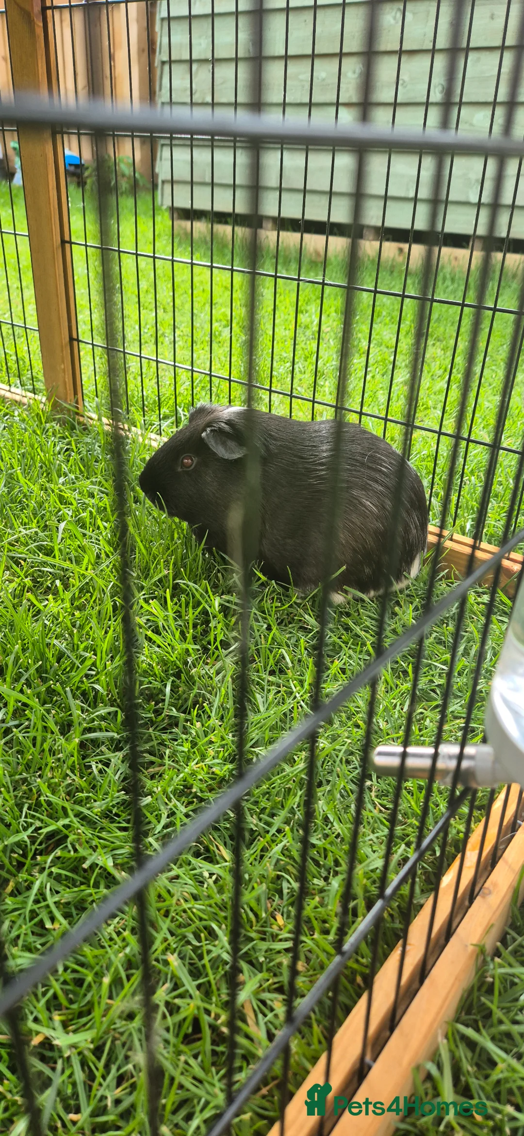 Guinea Pig rodents for sale: Lone B&W Boar Looking for Home in Ormskirk - Advert 3