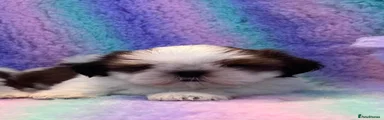 Shih Tzu 3