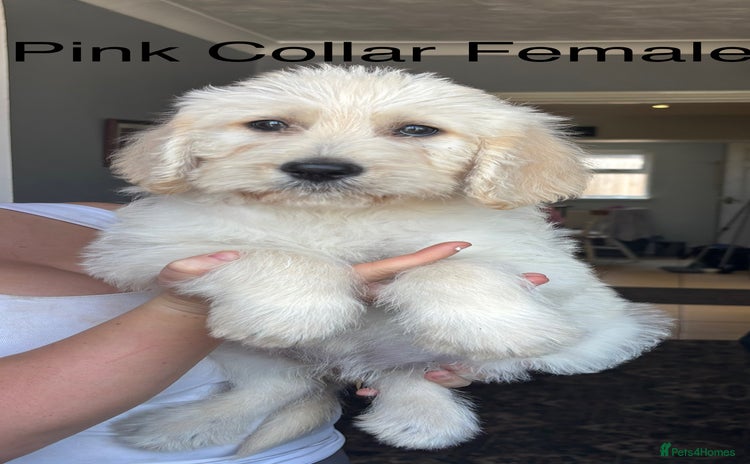 Labradoodle dogs - Advert 1