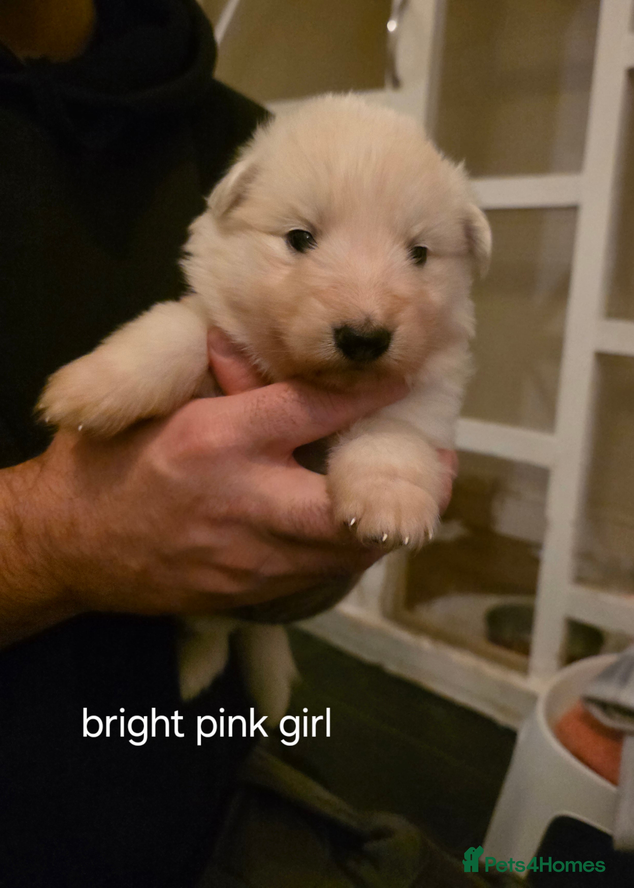 German Shepherd dogs White German Shepherd Puppies - Advert 2