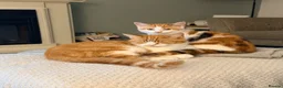 Domestic Shorthair cats for sale: Female calico kitten  - Advert 1