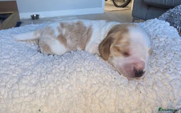 Cocker Spaniel dogs for sale: KC Registered Cocker Spaniels ready for Christmas - Image 15