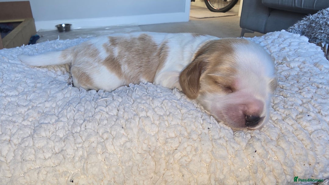 Cocker Spaniel dogs for sale: KC Registered Cocker Spaniels ready for Christmas - Image 15