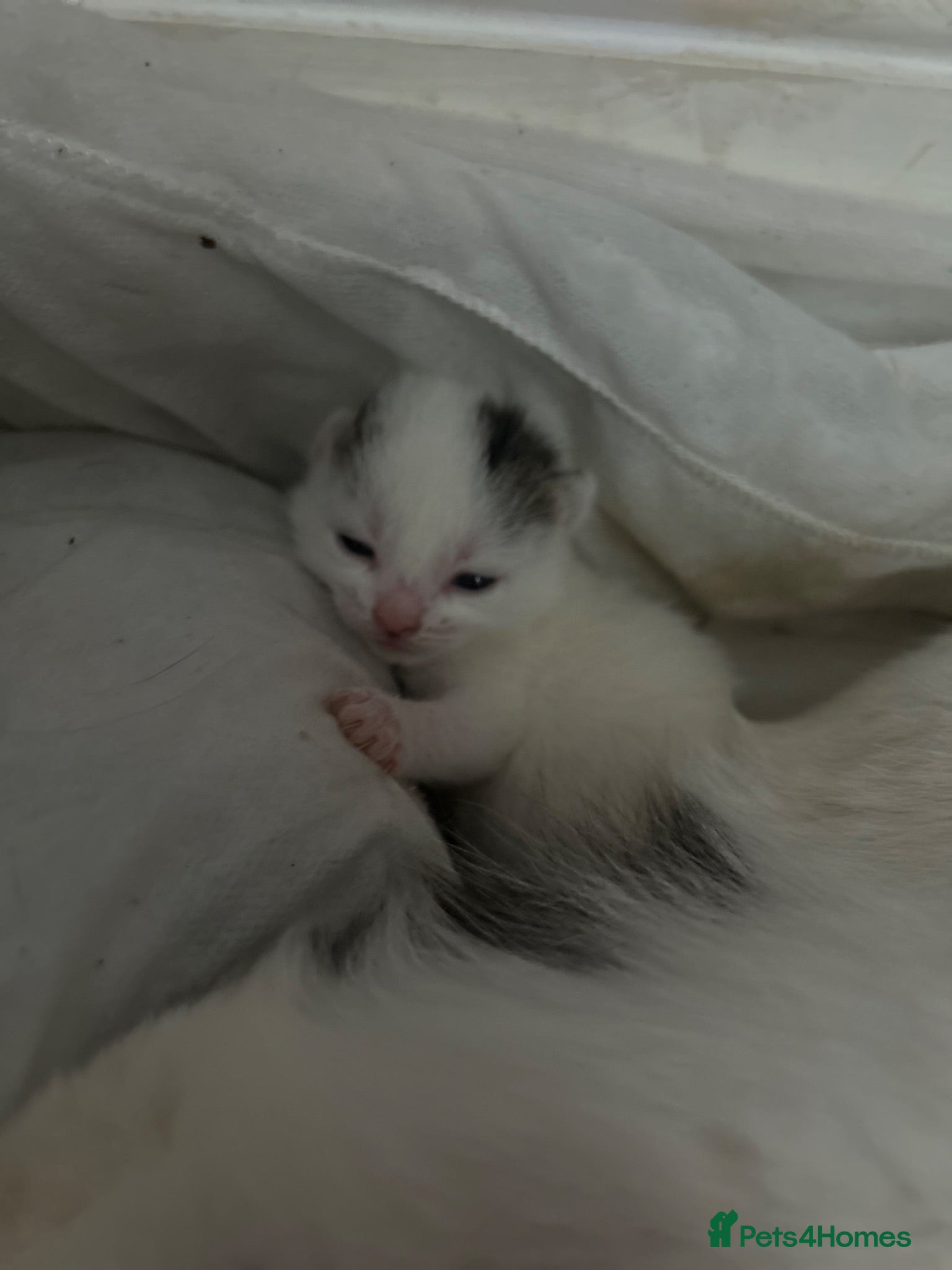 Mixed Breed cats Beautiful kittens  - Advert 1