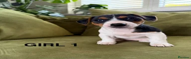 Jack Russell 2