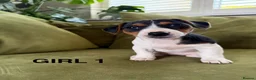 Jack Russell dogs for sale: Jack Russell Puppies - Advert 6