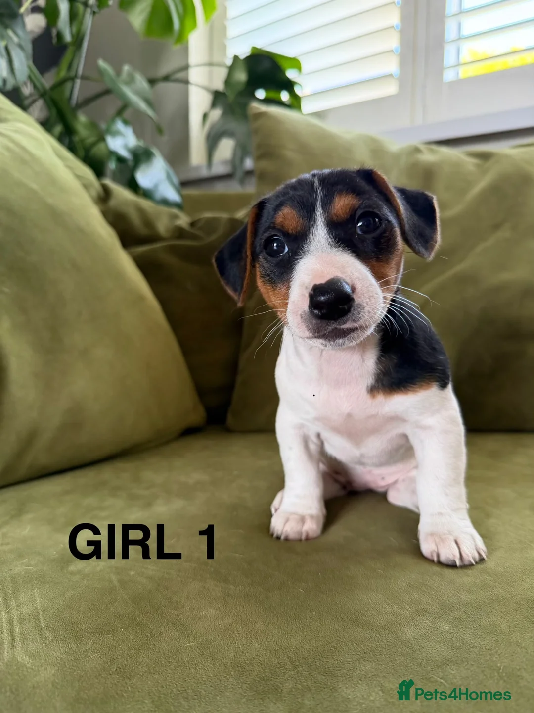 Jack Russell dogs for sale: Jack Russell Puppies - Advert 6