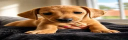Miniature Dachshund dogs for sale:  Mini dachshund puppies- READY TUESDAY  - Advert 5