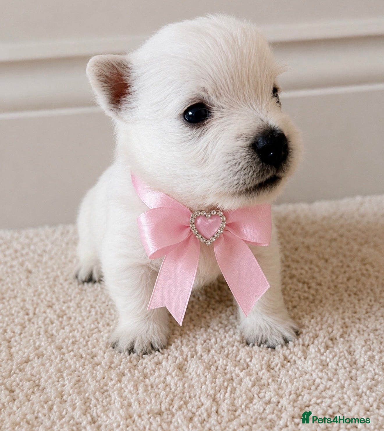 West Highland Terrier dogs KC West Highland Terriers 🧬 Health tested Parents - Advert 2
