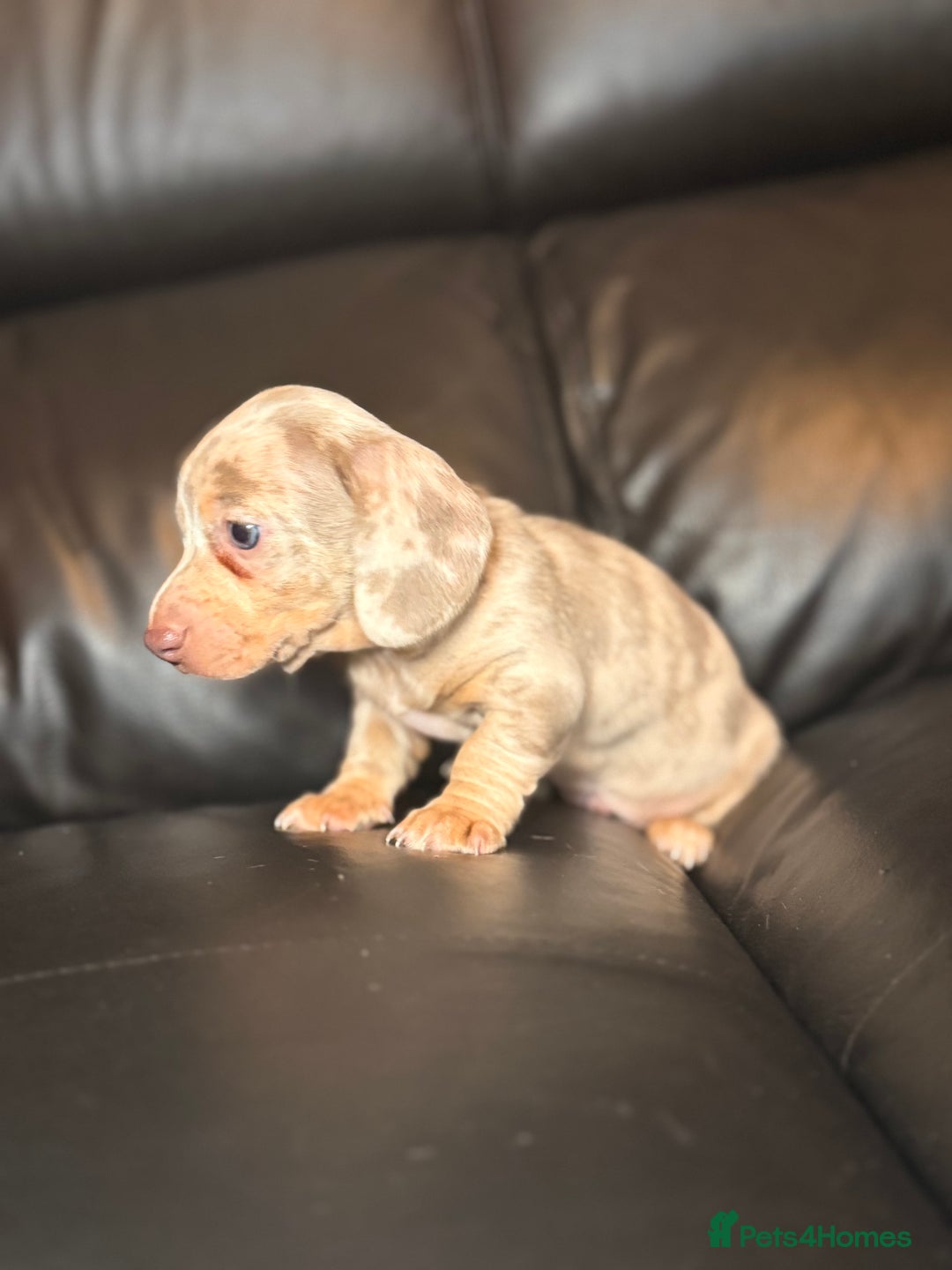 Miniature Dachshund dogs for sale: Beautiful mini dachshund  - Image 4