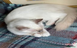 Ragdoll cats for sale: Blue mitted and bicolour ragdolls - Image 17
