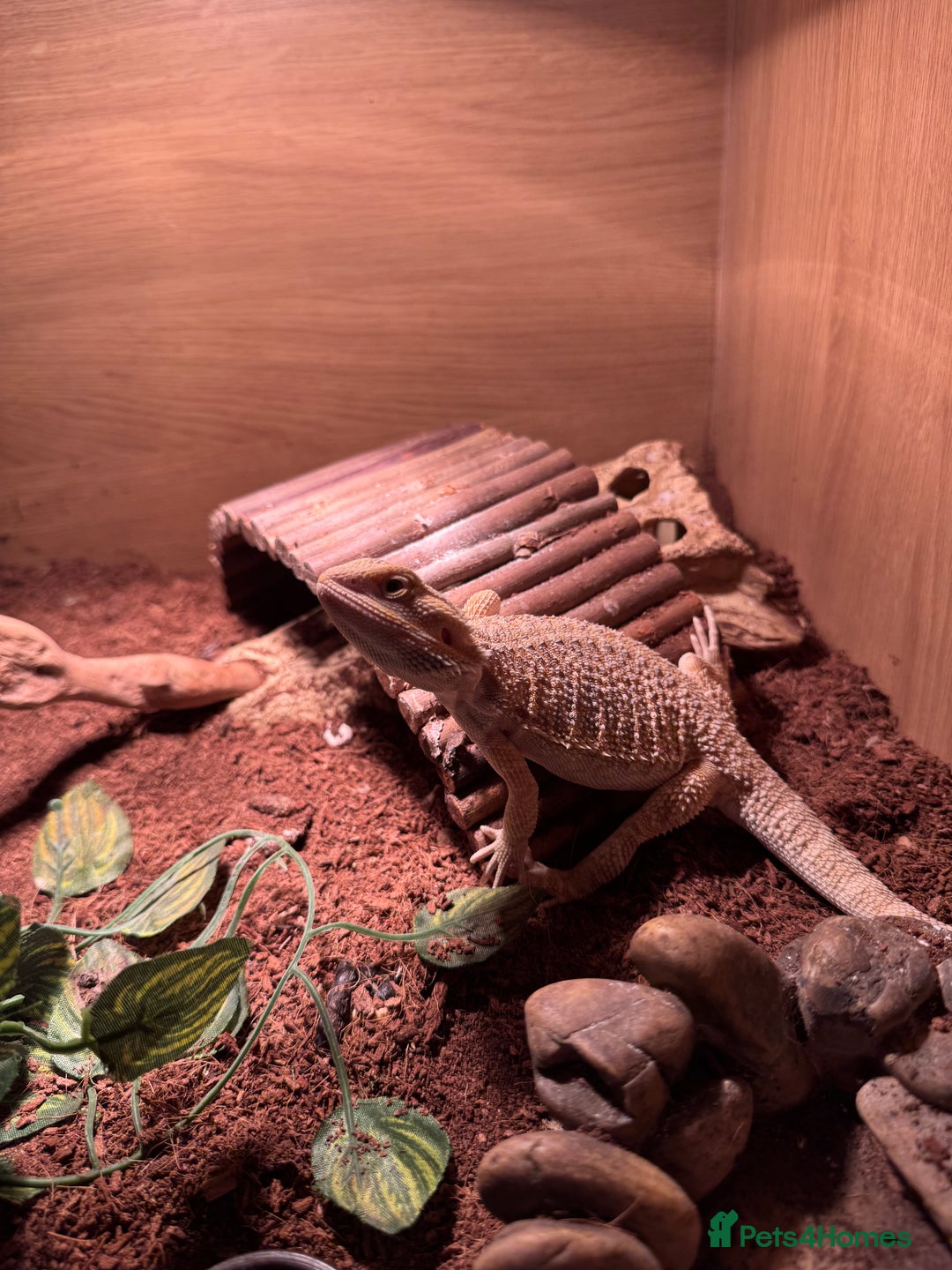 Bearded Dragon reptiles for sale: Miss pickles  - Advert 6