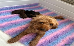 Cockapoo dogs for sale: 3 cockapoo boys READY THIS WEEKEND  - Image 5
