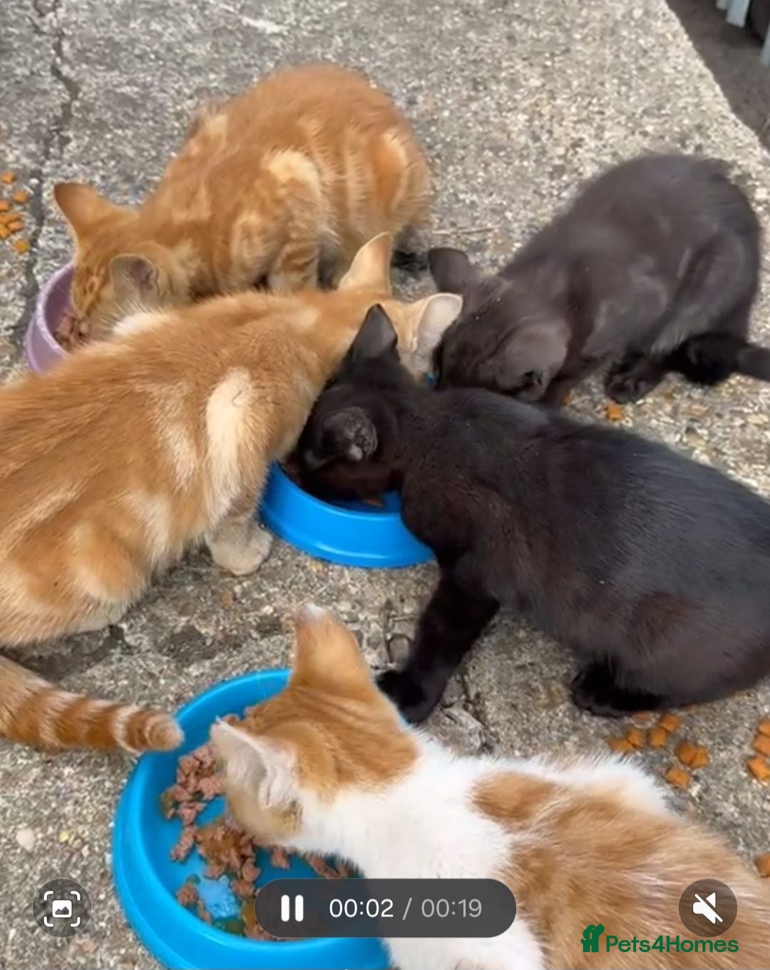 Mixed Breed cats Kittens - Advert 4