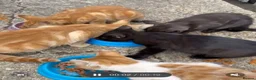Mixed Breed cats for sale: Kittens - Advert 1