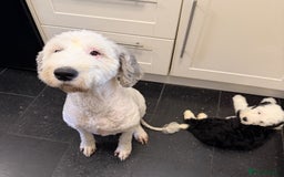 Mixed Breed dogs for sale: Ready Now 3 x Sheepadoodle Puppies Females Cardiff - Advert 3