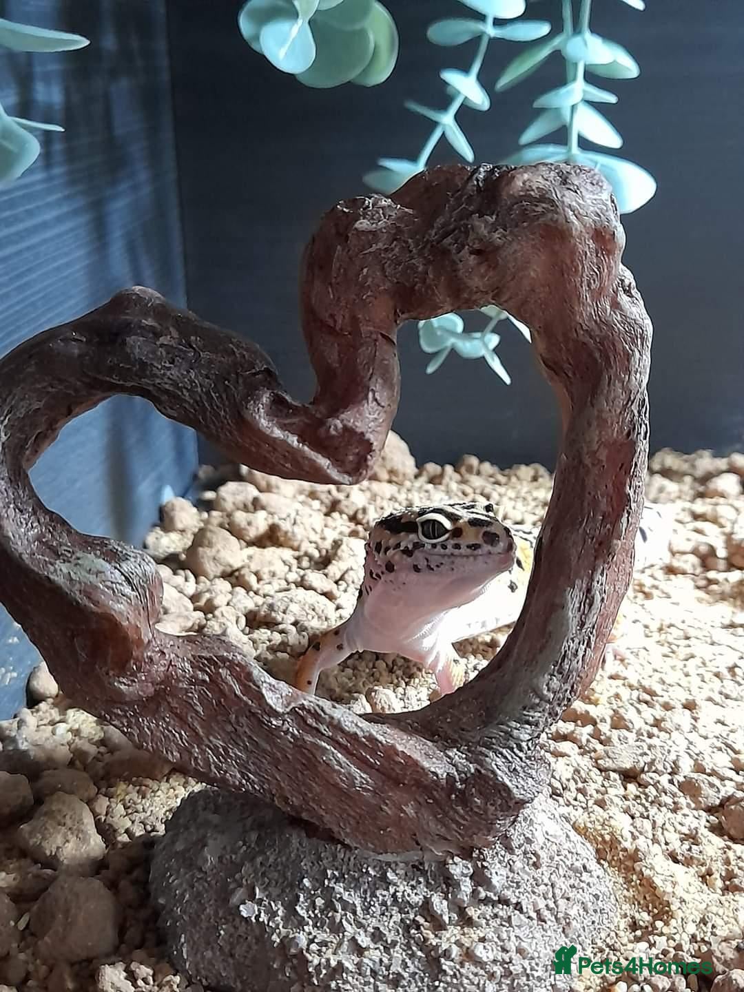 Leopard Gecko reptiles Leopard Gecko  - Advert 1