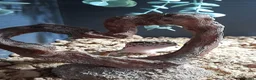 Leopard Gecko reptiles for sale: Leopard Gecko  in Sidmouth - Advert 1