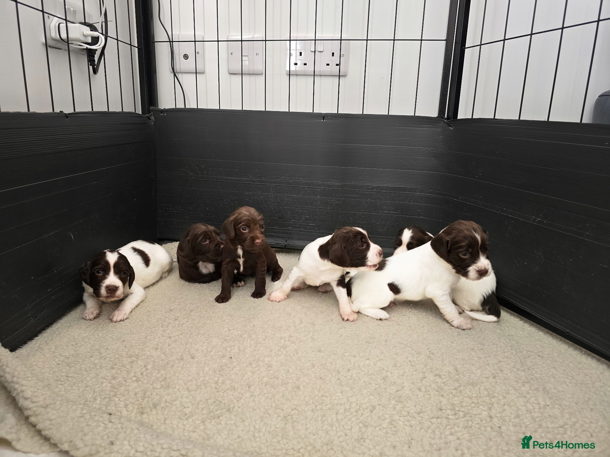 Sprocker dogs for sale: Beautiful sprocker puppies  - Advert 1
