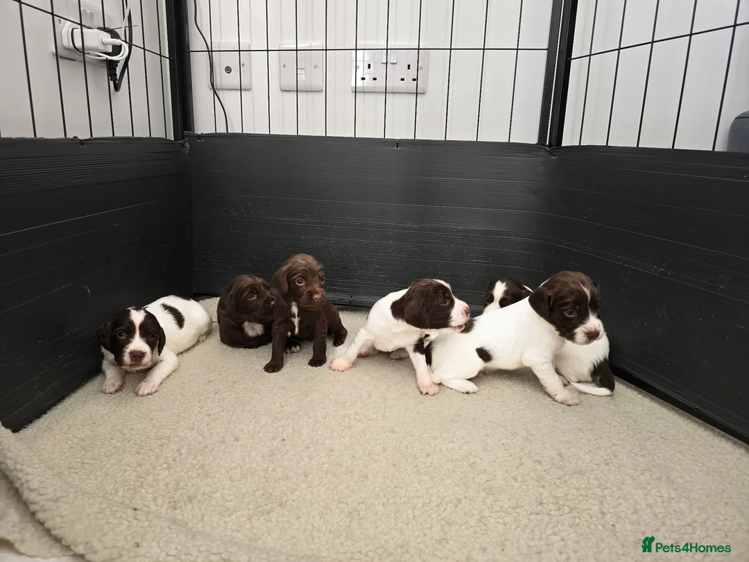 Sprocker dogs for sale: Beautiful sprocker puppies  - Advert 1