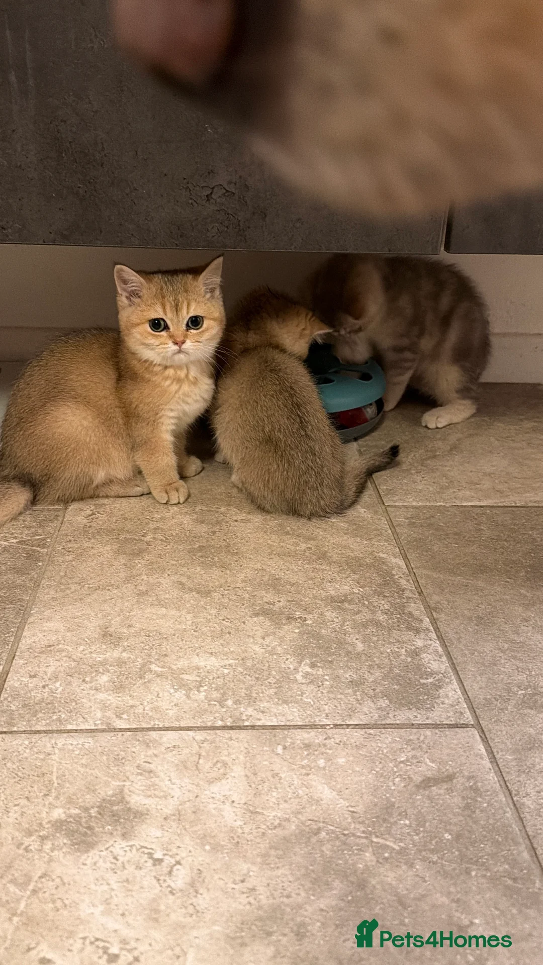 British Shorthair cats for sale: British shorthair kittens - Advert 6