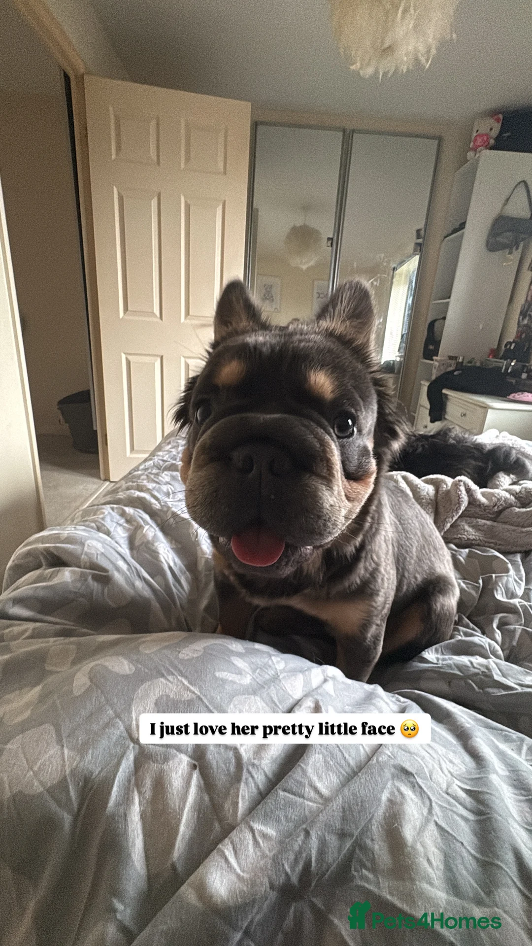 French Bulldog dogs for sale: Fluffy  **  Frenchie in Milton Keynes - Advert 2
