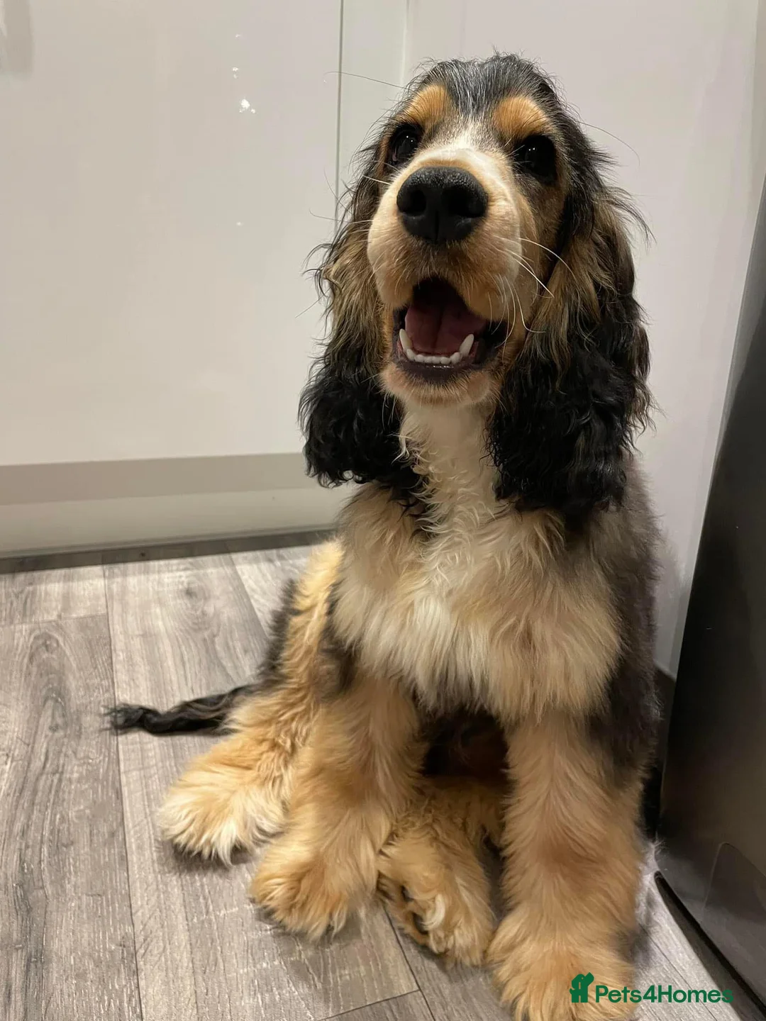 Cocker Spaniel dogs for stud: Show Cocker Spaniel for Stud– Tri Coloured Male 🐶 - Advert 2