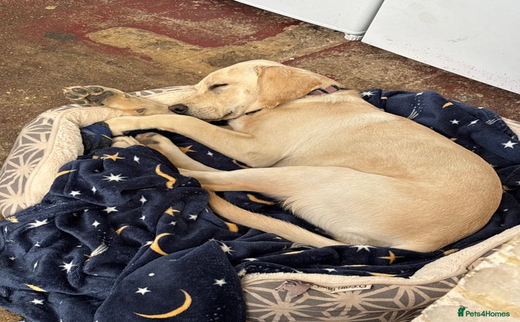 Labrador Retriever dogs Lovely 7 month old girl Labrador - Advert 1