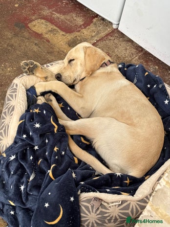 Labrador Retriever dogs Lovely 7 month old girl Labrador - Advert 1