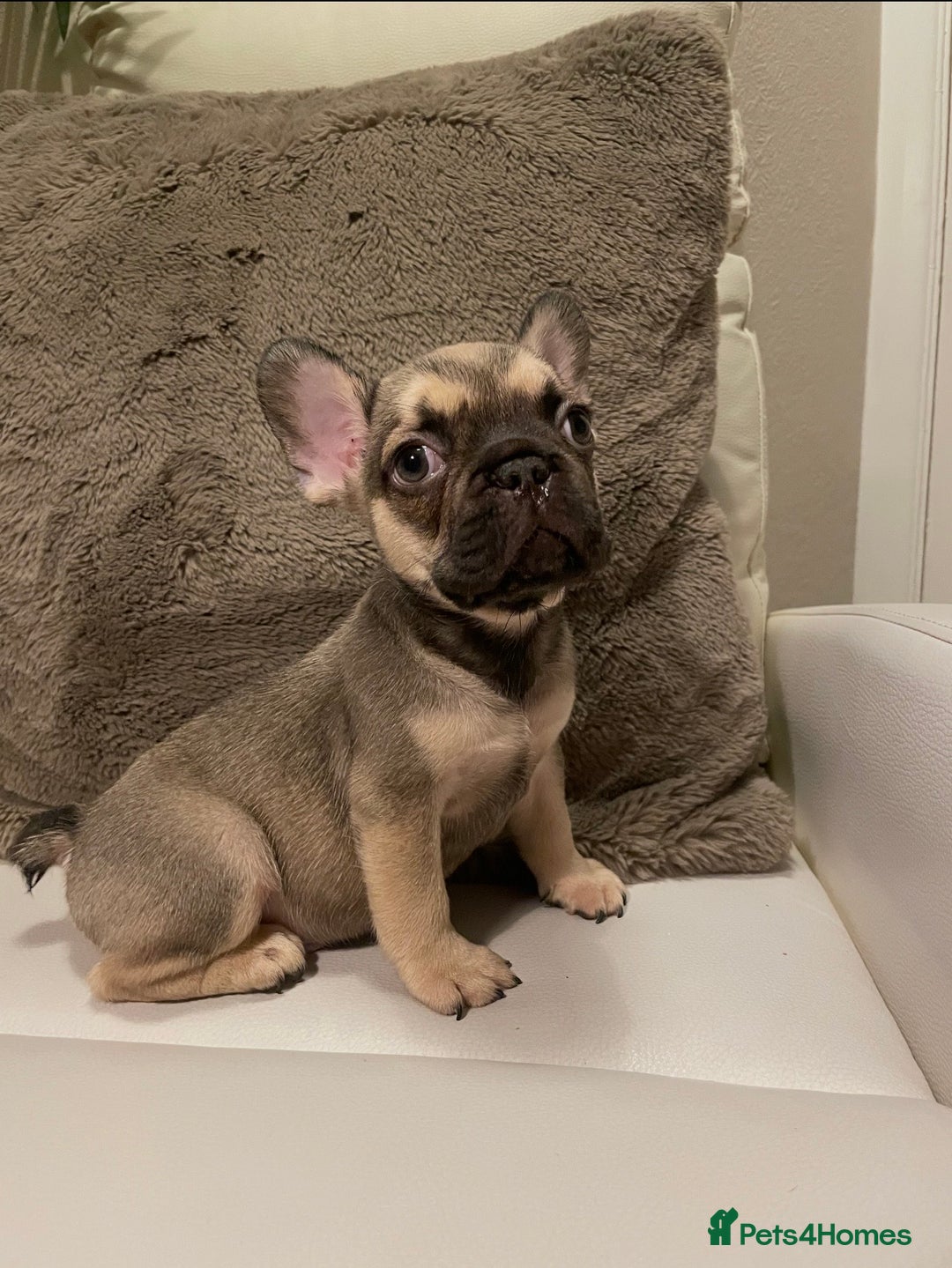 French Bulldog dogs for sale: FRENCH BULLDOG PUPPIES FOR SALE!! - Advert 13