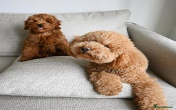 Goldendoodle dogs for sale: Beautiful GoldenDoodle Puppies Ready This Weekend! - Image 23