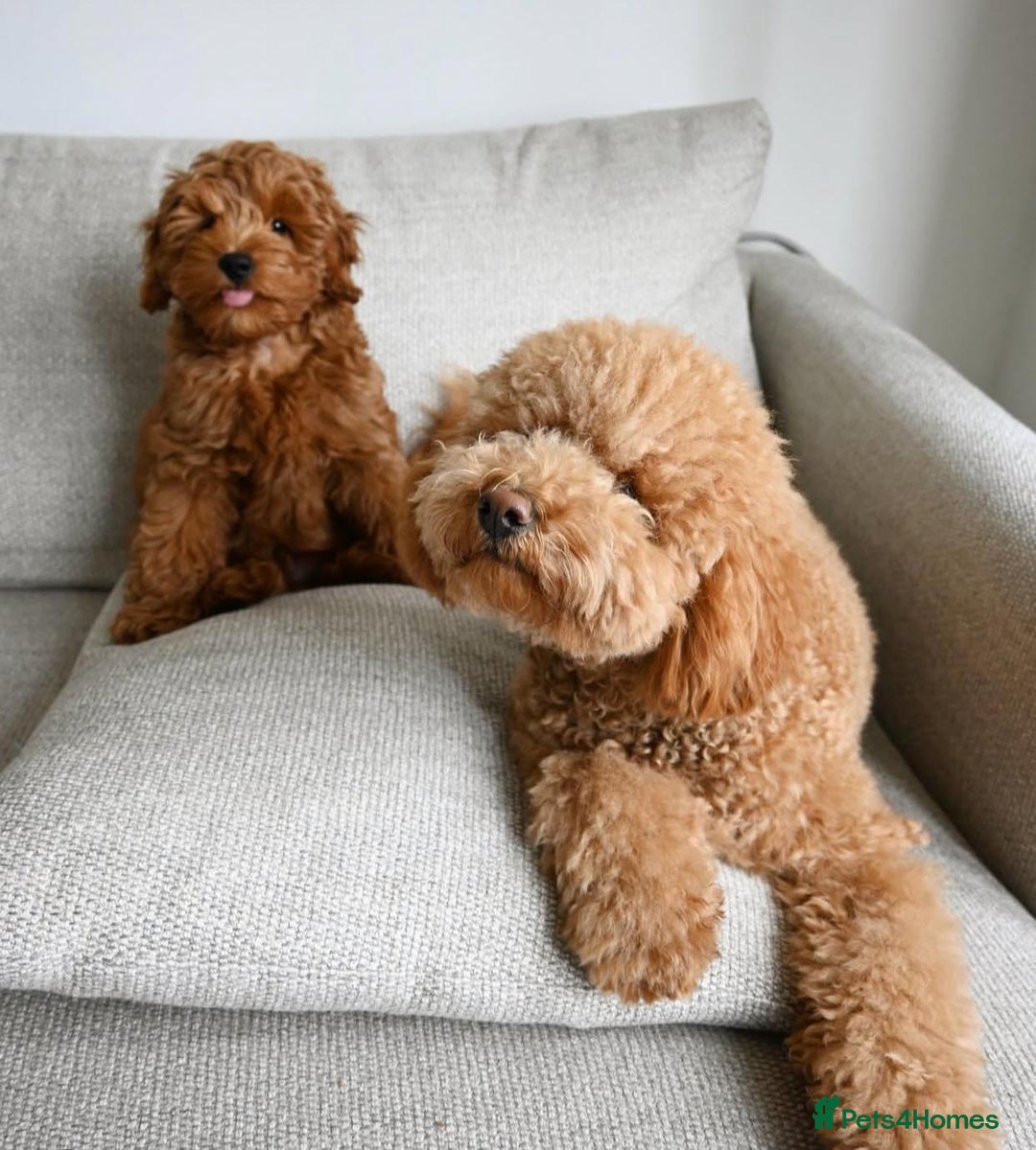 Goldendoodle dogs for sale: Beautiful GoldenDoodle Puppies Ready This Weekend! - Image 23