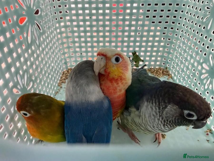 Parrots birds Colorful Parrots That Will Brighten Your Every Day - Advert 5