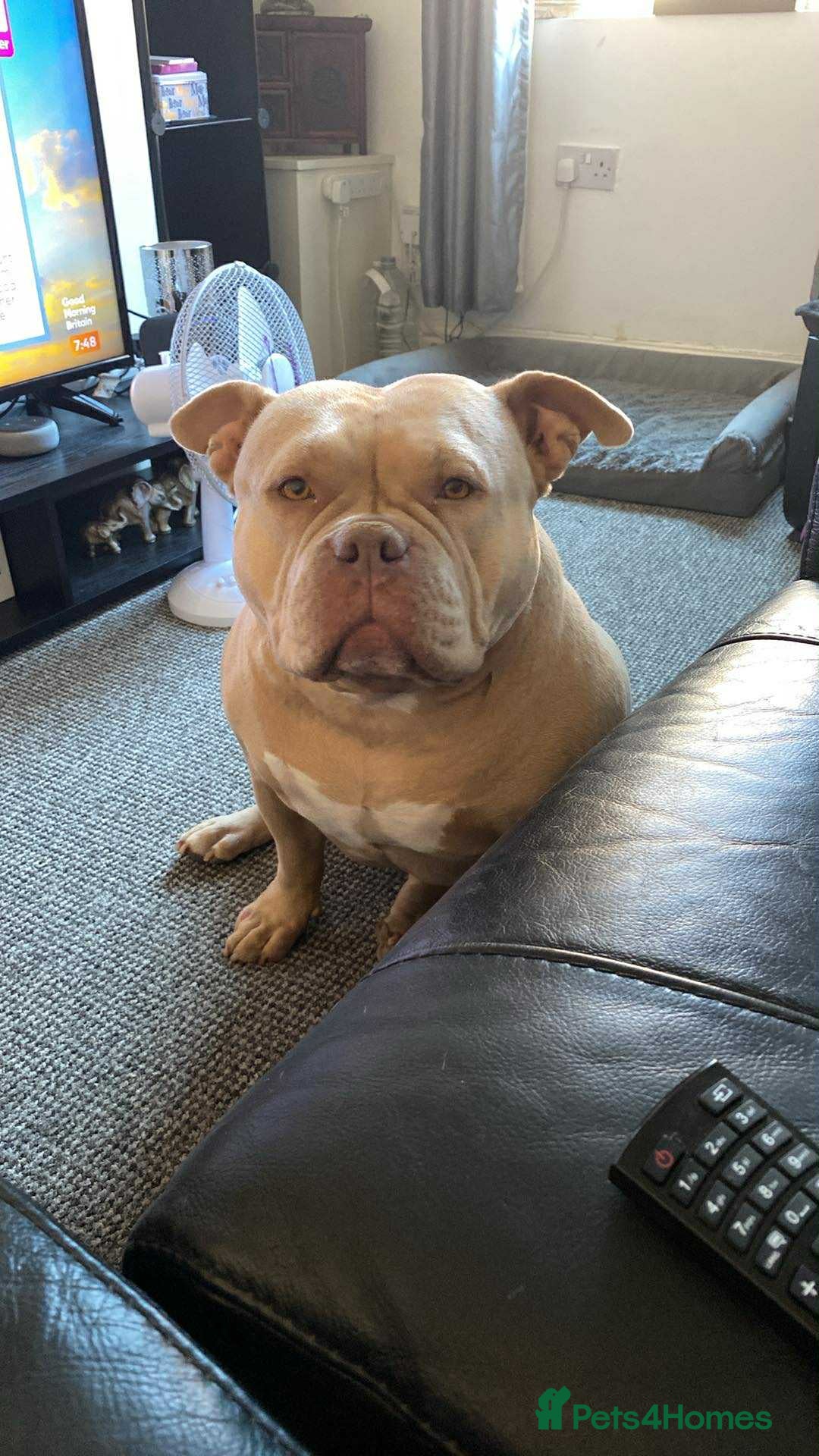 American Bulldog dogs for sale: Female pocket Bully - Image 1