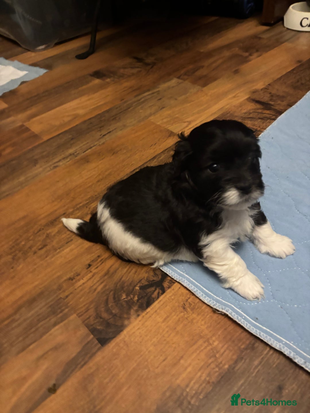 Mixed Breed dogs for sale: Adorable Bolonoodle Puppies - Advert 14