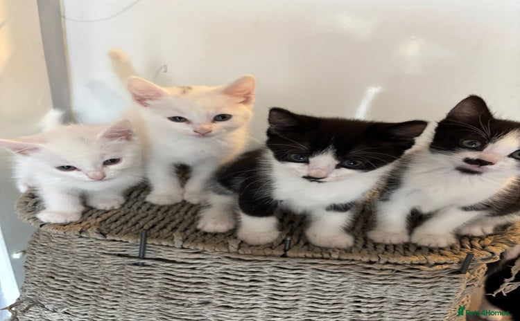 Ragdoll cats - Advert 1