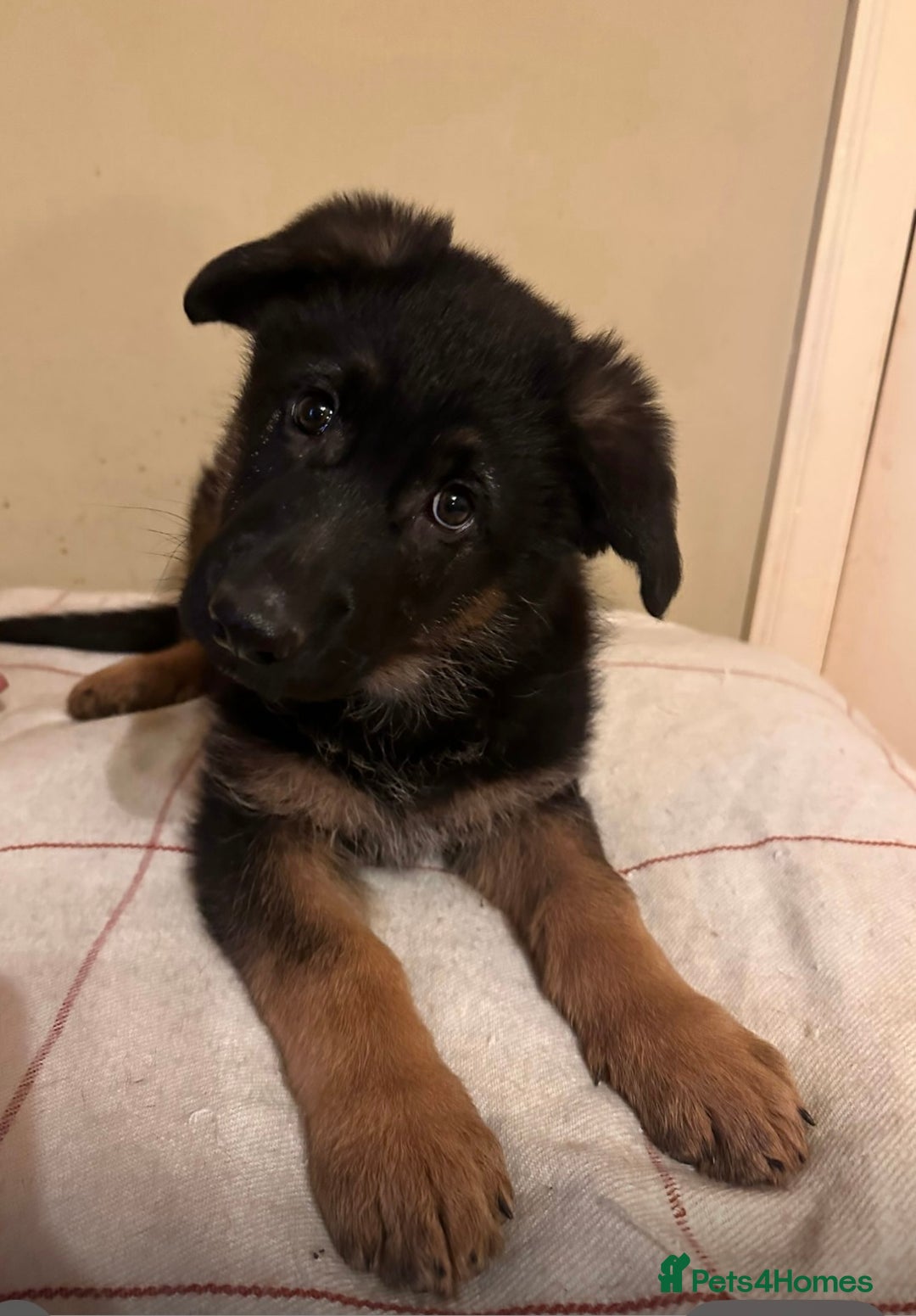 German Shepherd dogs for sale: German Shepherd Pups For Sale - Advert 5