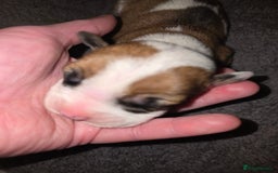 American Bulldog dogs for sale: American bulldog pups for sale - Image 11