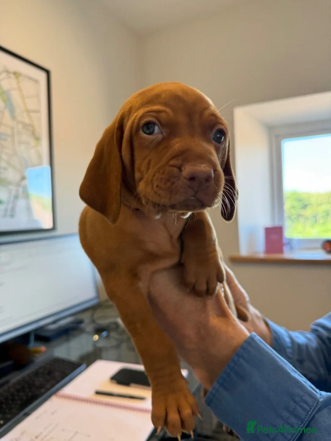 Hungarian Vizsla dogs for sale: Pedigree KC Hungarian Vizsla Pups For Sale in Haverfordwest - Advert 12