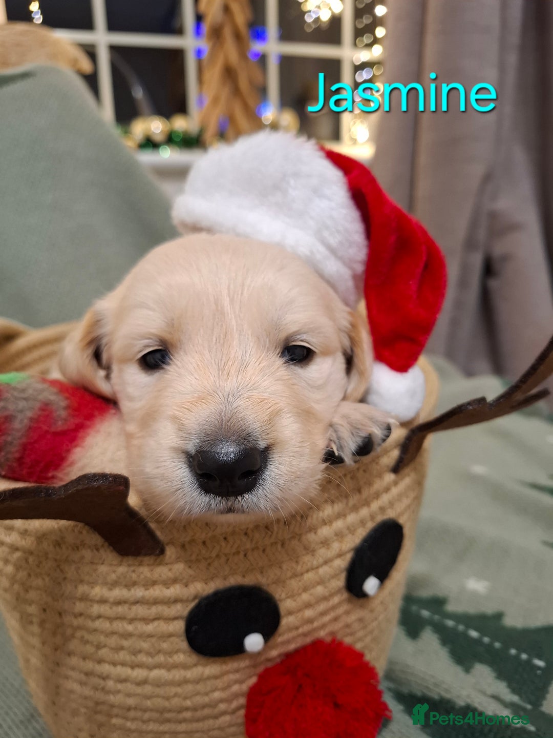 Golden Retriever dogs for sale: KC reg golden retriever puppies - Advert 39