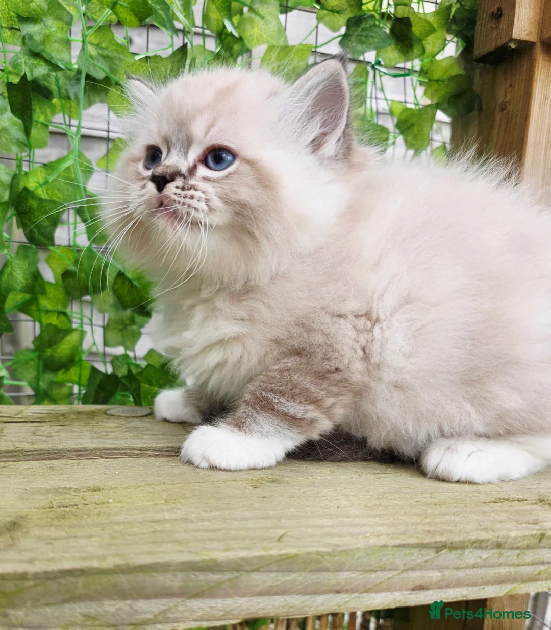 Ragdoll cats for sale: 5 amazing European babies.  Tica registered  - Advert 17