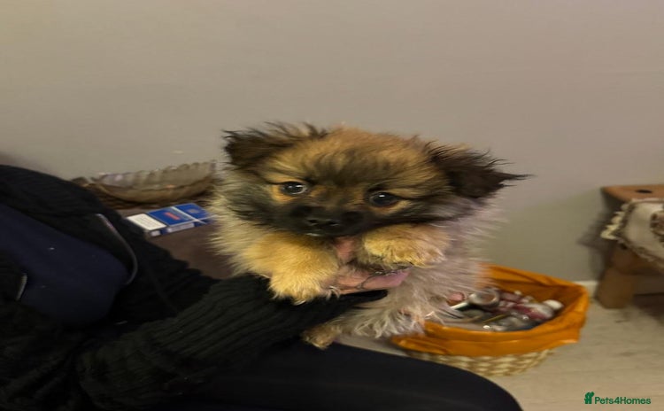 Pomeranian dogs - Advert 1