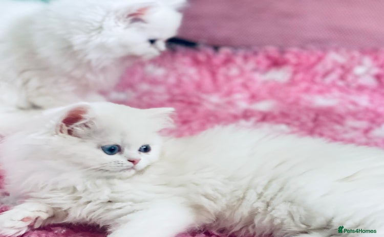 Persian cats - Advert 1